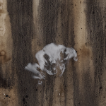Becomming Fungal, Entrance Gallery