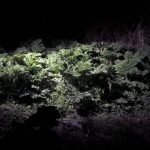 Interdisciplinary Methods of Imagination for Coexistence with Invasive Species, Centrum pro současné umění Praha